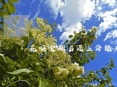 花呗逾期后还上海能用吗 花呗逾期后还上海能用吗
