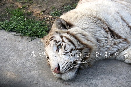 花呗逾期后还上还能用备用金吗 花呗逾期后还上还能用备用金吗