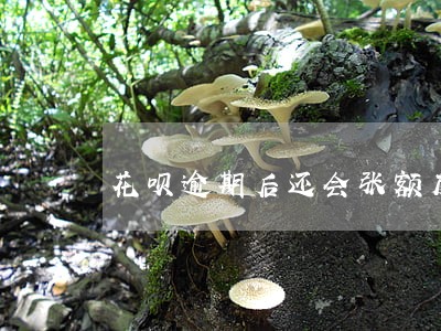 花呗逾期后还会张额度吗