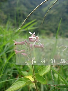 花呗逾期后还可不可以申请分期 花呗逾期后还可不可以申请分期