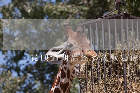花呗逾期后还多久恢复信誉