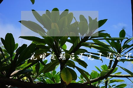 花呗逾期后还完了还会打电话么 花呗逾期后还完了还会打电话么