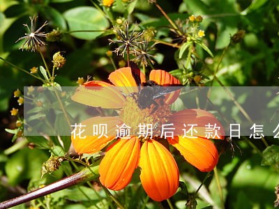 花呗逾期后还款日怎么办 花呗逾期后还款日怎么办