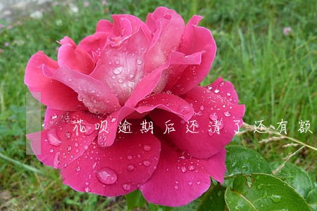 花呗逾期后还清了还有额度吗 花呗逾期后还清了还有额度吗