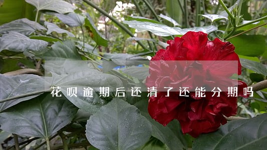 花呗逾期后还清了还能分期吗 花呗逾期后还清了还能分期吗