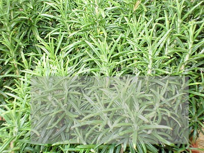花呗逾期后还清但是下期又出账单 花呗逾期后还清但是下期又出账单
