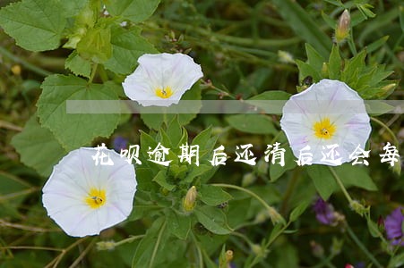 花呗逾期后还清后还会每月欠款吗 花呗逾期后还清后还会每月欠款吗