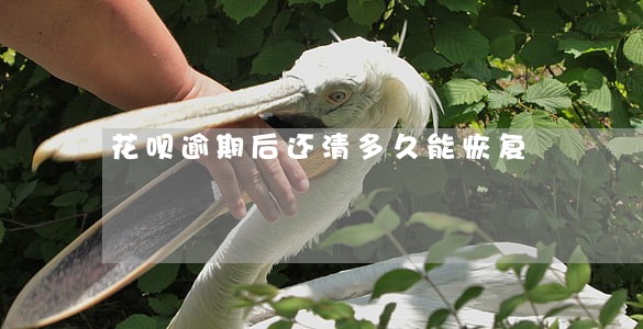 花呗逾期后还清多久能恢复 花呗逾期后还清多久能恢复