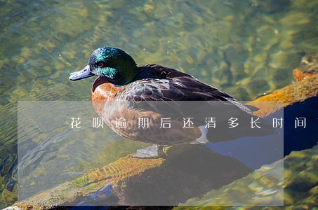 花呗逾期后还清多长时间可以用