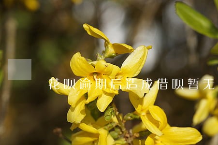 花呗逾期后造成借呗暂无额度 花呗逾期后造成借呗暂无额度