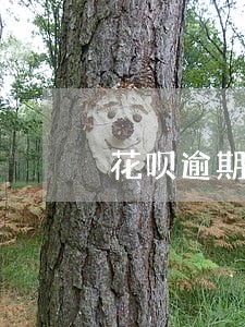 花呗逾期后降低信用分怎么办 花呗逾期后降低信用分怎么办