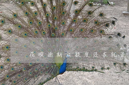 花呗逾期后额度还在就是不能用 花呗逾期后额度还在就是不能用