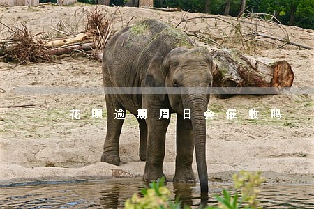 花呗逾期周日会催收吗
