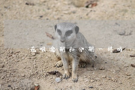 花呗逾期和分期一样吗 花呗逾期和分期一样吗