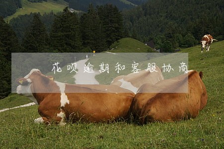 花呗逾期和客服协商