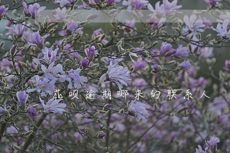 花呗逾期哪来的联系人 花呗逾期哪来的联系人