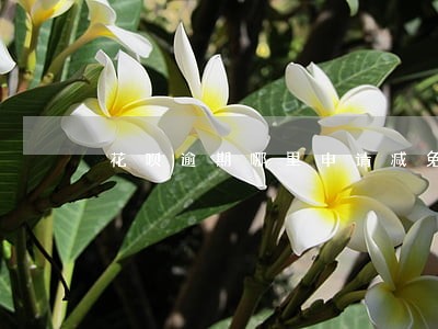 花呗逾期哪里申请减免 花呗逾期哪里申请减免