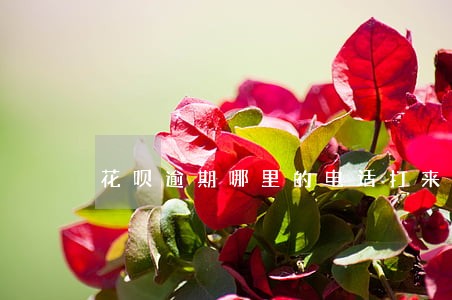 花呗逾期哪里的电话打来 花呗逾期哪里的电话打来