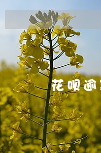 花呗逾期商量再分期 花呗逾期商量再分期