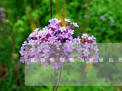 花呗逾期啦为啥征信还是没记录 花呗逾期啦为啥征信还是没记录