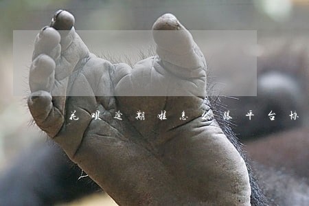 花呗逾期啦怎么跟平台协商 花呗逾期啦怎么跟平台协商