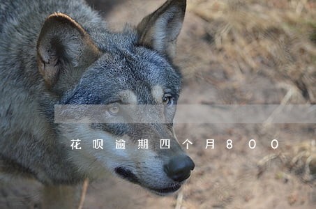 花呗逾期四个月800 花呗逾期四个月800