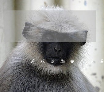 花呗逾期四个月买车 花呗逾期四个月买车