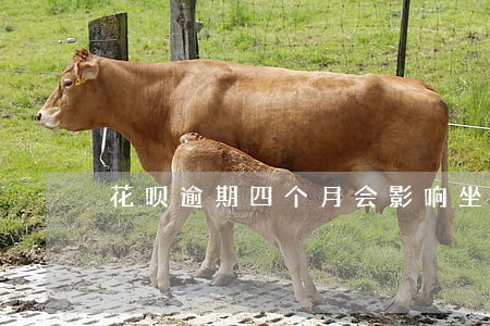 花呗逾期四个月会影响坐高铁吗 花呗逾期四个月会影响坐高铁吗