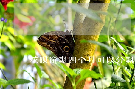 花呗逾期四个月可以分期付款吗 花呗逾期四个月可以分期付款吗