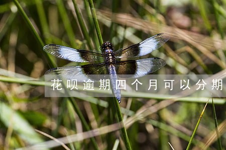 花呗逾期四个月可以分期吗 花呗逾期四个月可以分期吗