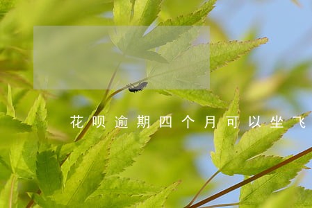 花呗逾期四个月可以坐飞机吗 花呗逾期四个月可以坐飞机吗