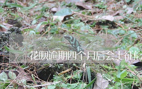 花呗逾期四个月后会上征信吗 花呗逾期四个月后会上征信吗