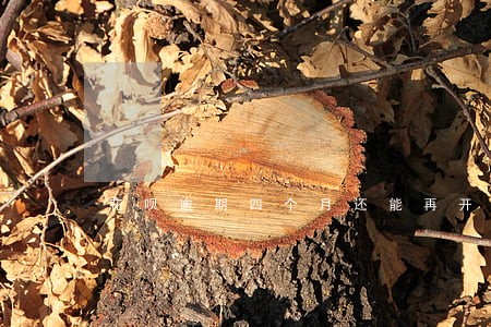 花呗逾期四个月还能再开吗 花呗逾期四个月还能再开吗