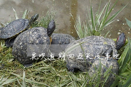 花呗逾期四五天没事吧 花呗逾期四五天没事吧
