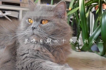 花呗逾期四十多块钱会上征信吗 花呗逾期四十多块钱会上征信吗