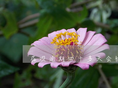 花呗逾期四十多天会被封多久 花呗逾期四十多天会被封多久