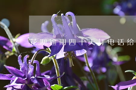 花呗逾期四十天打电话给朋友
