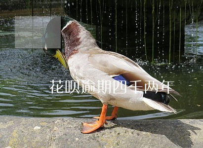 花呗逾期四千两年