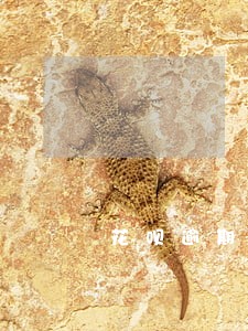 花呗逾期四千罚息