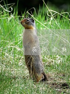 花呗逾期四天一般多久解封 花呗逾期四天一般多久解封