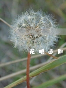 花呗逾期四天了严重吗 花呗逾期四天了严重吗