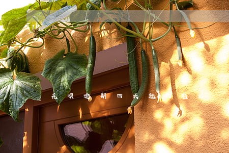 花呗逾期四天就打电话 花呗逾期四天就打电话