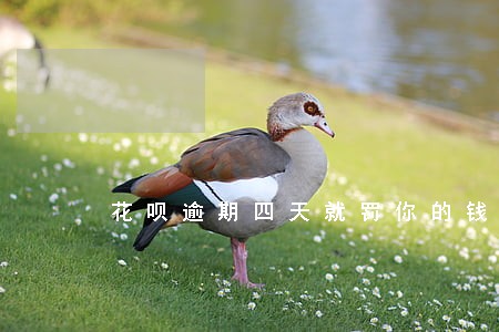 花呗逾期四天就罚你的钱吗 花呗逾期四天就罚你的钱吗