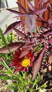 花呗逾期四天很严重吗 花呗逾期四天很严重吗
