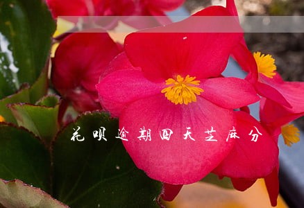 花呗逾期四天芝麻分 花呗逾期四天芝麻分