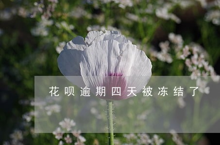 花呗逾期四天被冻结了 花呗逾期四天被冻结了