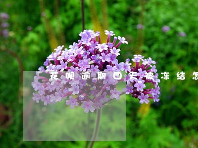 花呗逾期四天被冻结怎么办