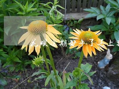 花呗逾期四年了还上额度能恢复吗 花呗逾期四年了还上额度能恢复吗