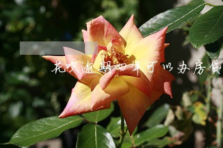 花呗逾期四年可以办房贷吗 花呗逾期四年可以办房贷吗