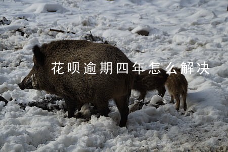 花呗逾期四年怎么解决 花呗逾期四年怎么解决